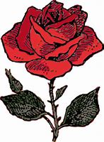 Image result for Animated Red Rose