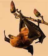 Image result for Lesser Dog-Faced Fruit Bat
