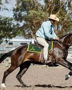 Image result for australia securities horses shows