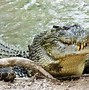 Image result for Dominator Crocodile