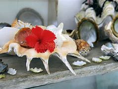 Image result for Pretty Shells at the Water with Flowers