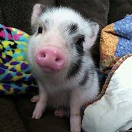 Image result for Cute Baby Pig Memes