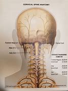 Image result for Anatomi Cervical