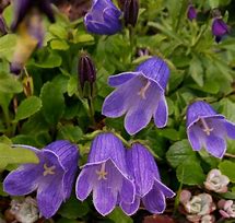 Image result for Campanula chamissonis