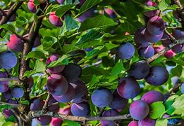Image result for Small Fruit Trees