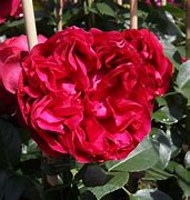 Image result for Rosa Red Eden Rose (r)