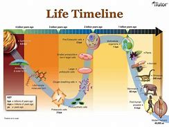 Image result for Life Evolution Chart