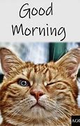 Image result for Funny Cat Meme Good Morning
