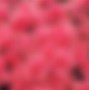 Image result for Red Wallpapers for Desktop