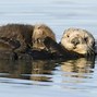 Image result for Sea Otter Background