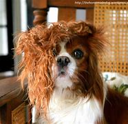 Image result for Bad Hair Day Dog