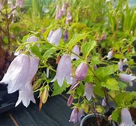 Image result for Campanula Swannables