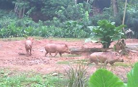 Image result for 10 Hoofed Animals in Singapore Zoo