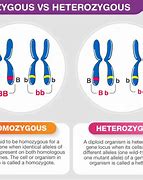 Image result for What Is Homozygous and Heterozygous