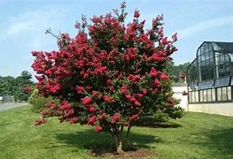 Image result for Dwarf Trees Zone 4