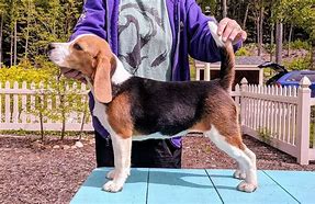 Image result for 13-Inch Beagle