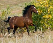 Image result for An American Azteca Horse