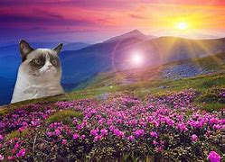 Image result for Welcome Cat Meme