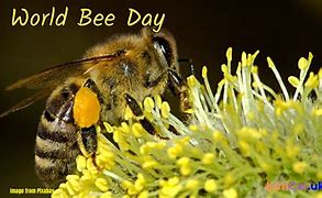Image result for World Bee Day Australia Font