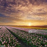 Image result for Lisse Netherlands Sunset
