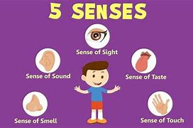 Image result for 5 Senses Sight Activities