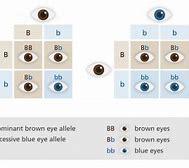 Image result for Dominant and Recessive Eye Color Chart