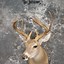 Image result for Coues Deer Mounts