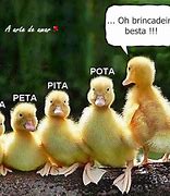 Image result for ao�pata
