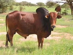 Image result for Gudali Cattle