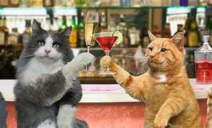 Image result for Funny Cat Bar