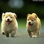 Image result for Funny Puppy Pics
