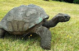 Image result for Oldest Turtle in the World