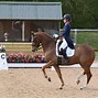 Image result for Wright Dressage Horses
