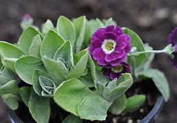 Image result for Primula auricula The Marie Crousse