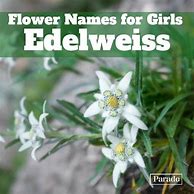 Image result for Flower Names for Girls List