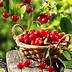 Image result for Montmorency Cherry Tree