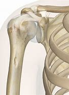 Image result for Skeleton of Left Shoulder