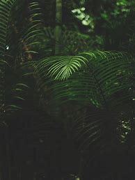 Image result for iPhone Wallpaper Natural