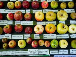 Image result for Apple Chart for Cooking