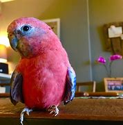 Image result for WoW Pets Birds