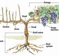 Image result for Anatomy of a Grape Vine