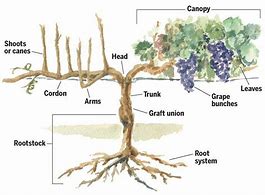 Image result for Trees That Branches Are Vines