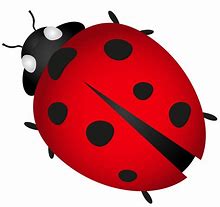Image result for Black Background Cricket Insect Cartoon