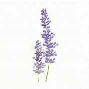 Image result for Lavender Watercolor