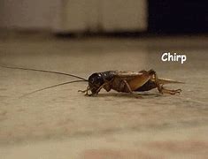 Image result for Waiting Crickets Meme