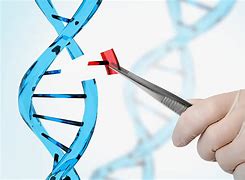 Image result for Genetic Engineering