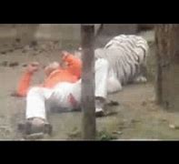 Image result for Worker Mauled by Tiger