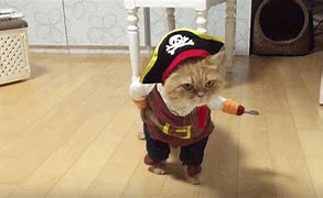 Image result for Cute Cat Halloween Costumes