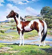 Image result for American Paint Horse