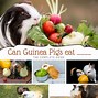 Image result for Guinea Pig Eating Carrot